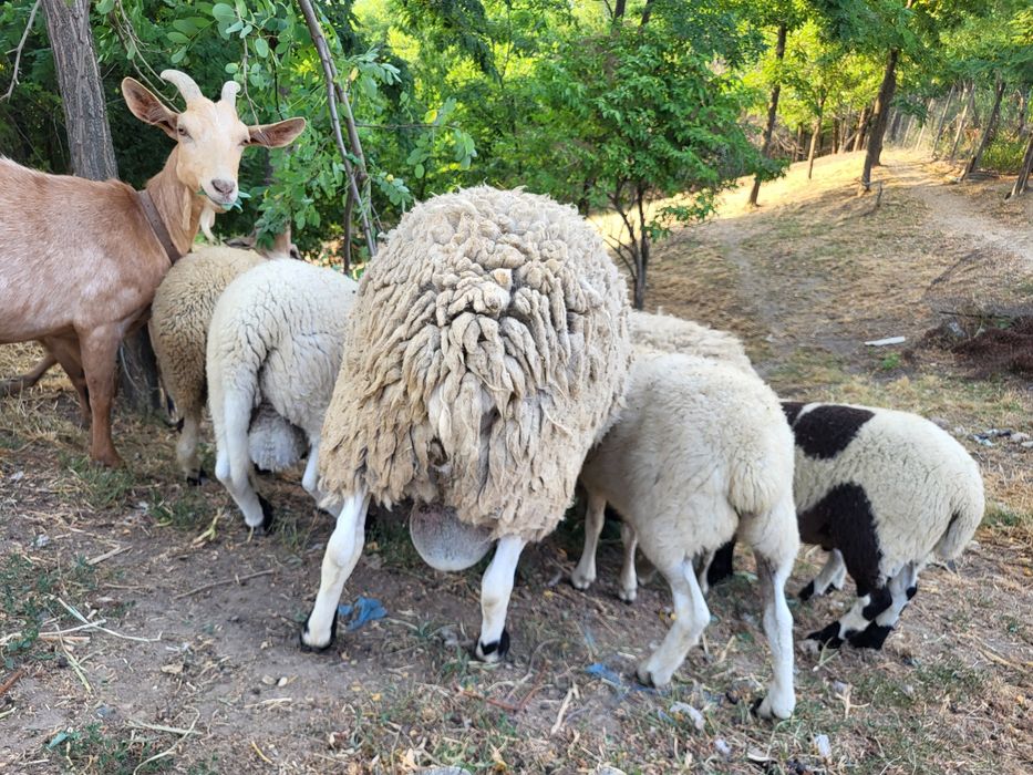 Pereche miei dorper.