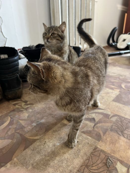 отдам кошки бесплатно