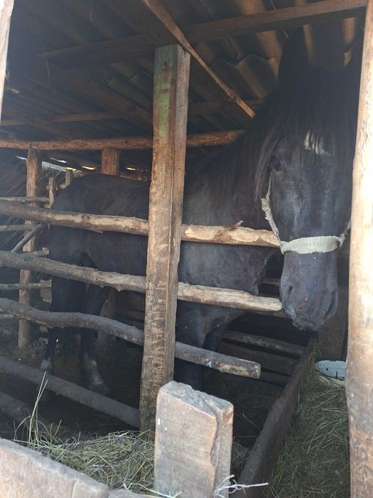 Продам табунный жеребец