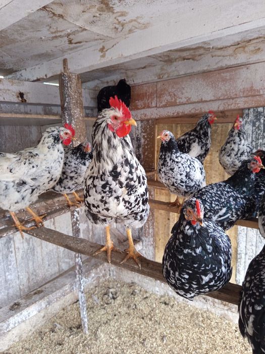 Vând oua pt incubat