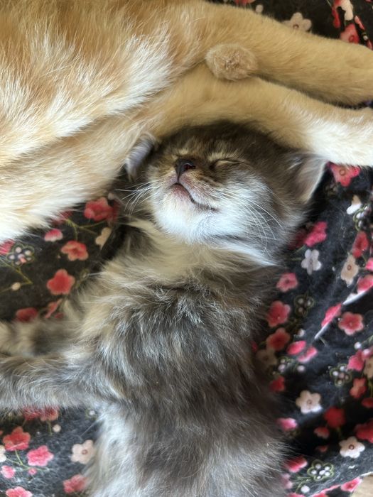 Котенок гр Алматы