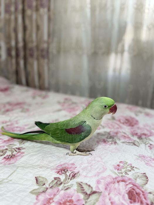 Продается Александрийский ручной попугай