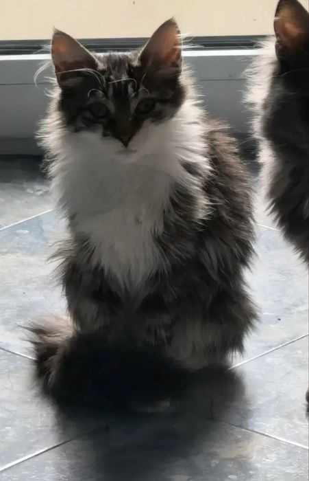 Мъжко котенце търси своя любящ дом!