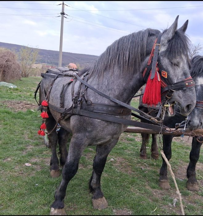 Mânz 1.an jumate 1,75 grabăn 650.kg