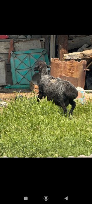 Она бола куйлар куй ку́й бу́гоз куйлар бор