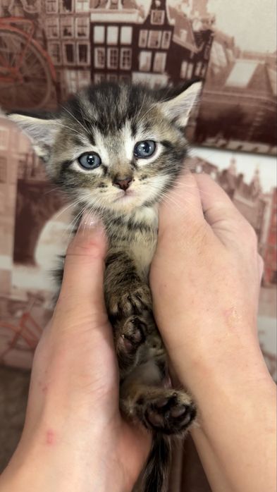 Отдаем котят в добрые руки