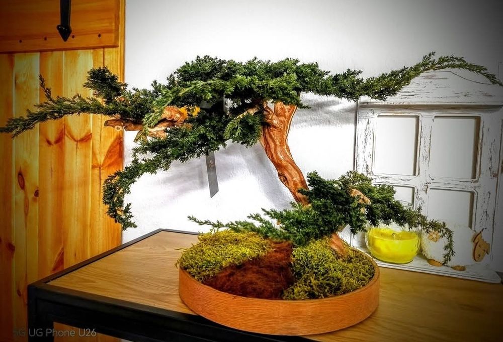 Стабилизиран Бонсай- Юниперус