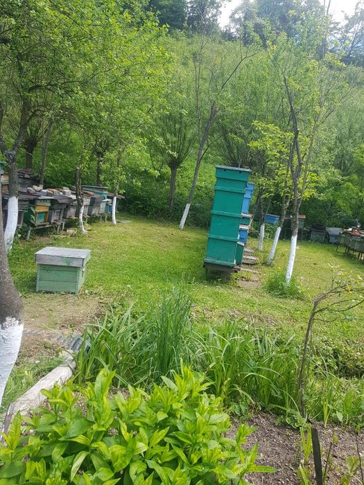 Familii de albine Buckfast cu Regine tinere aduse din Germania
