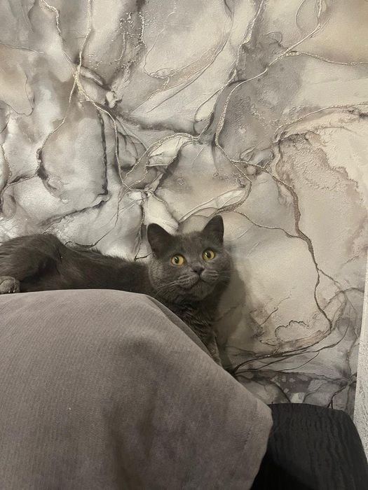 Британская кошечка в добрые руки