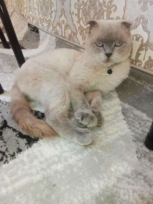 Кот Scottish fold