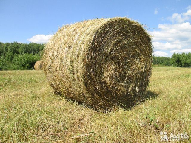 Сено в тюках 2025 год