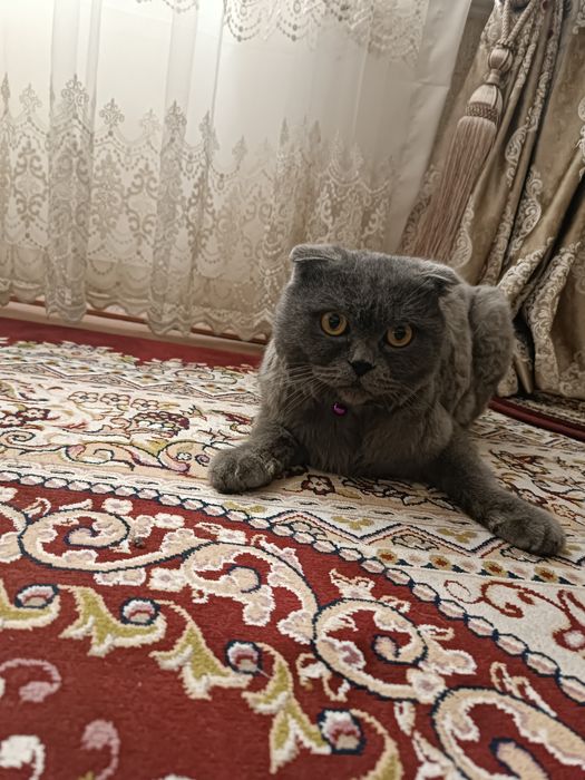 СОТИЛАДИ 500МИНГ (КЕЛИШАМИЗ) Бриттиш фолд угил мушугимиз 1.5 йош