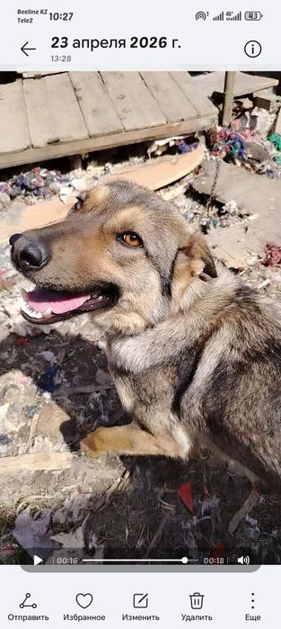 Отдам собаку девочка