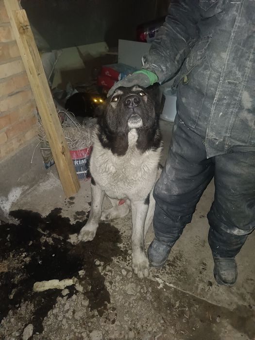 Алабай семь месяцев