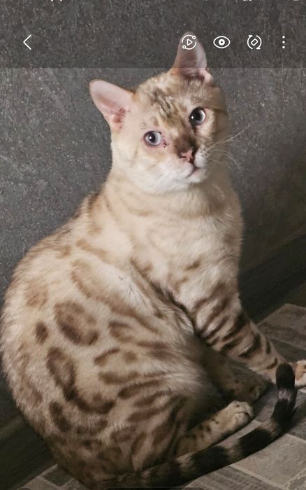 Бенгальские котята в любимцы