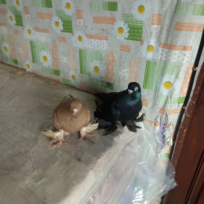 Голуби молоносые пара