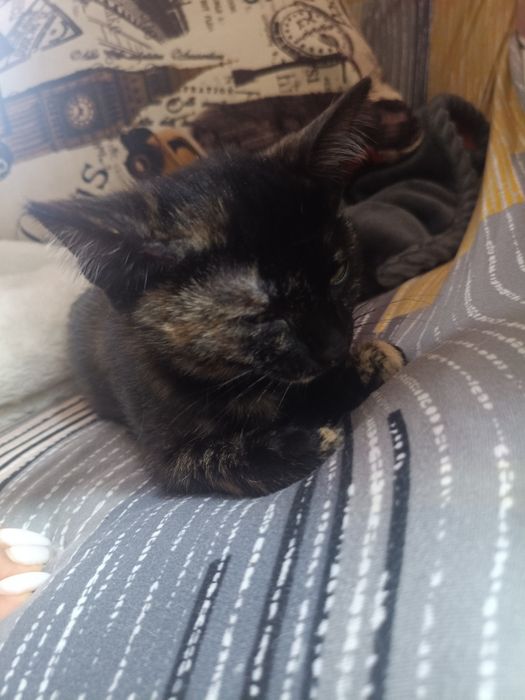 Котята от вислоухой кошки