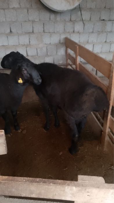 Қошқар/Кошкар сатылады