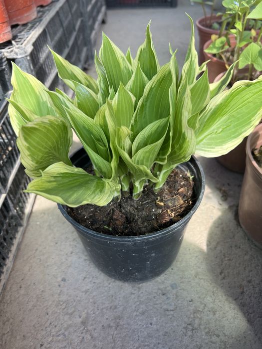 Хоста садовая тени любимая