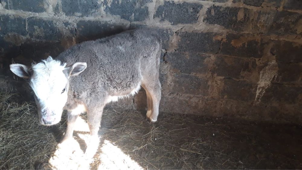 Бұзаулы сауын  сиырлар