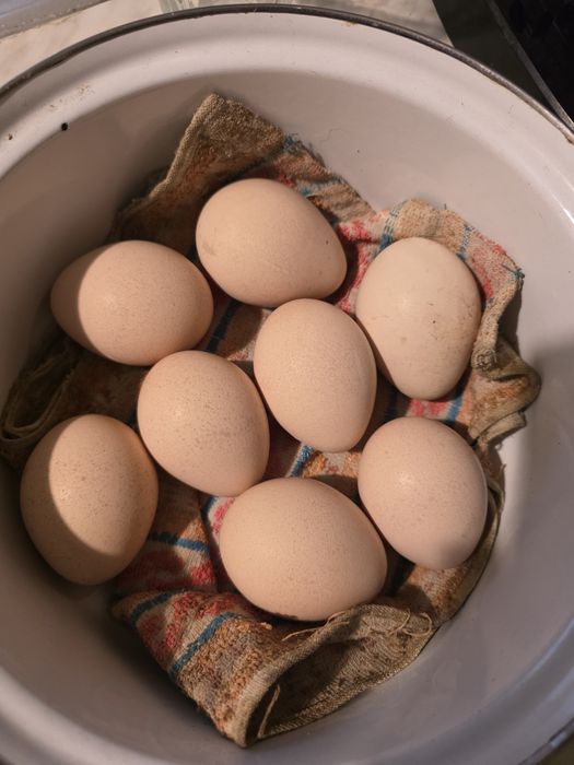 Яйца от индийски паун