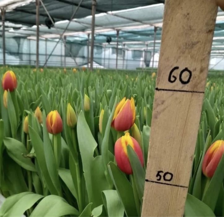 Продажа тюльпанов оптом