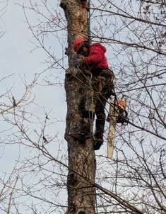 Спил  деревьев качественно