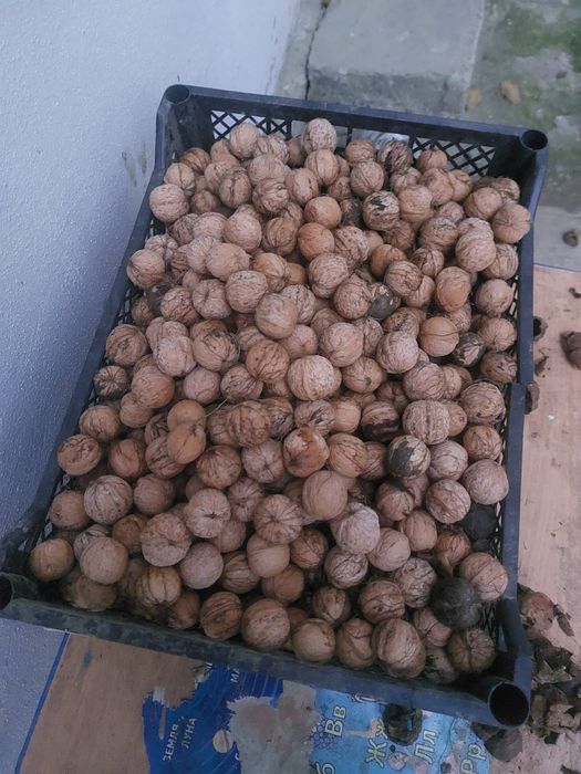 Продам грецкие орехи