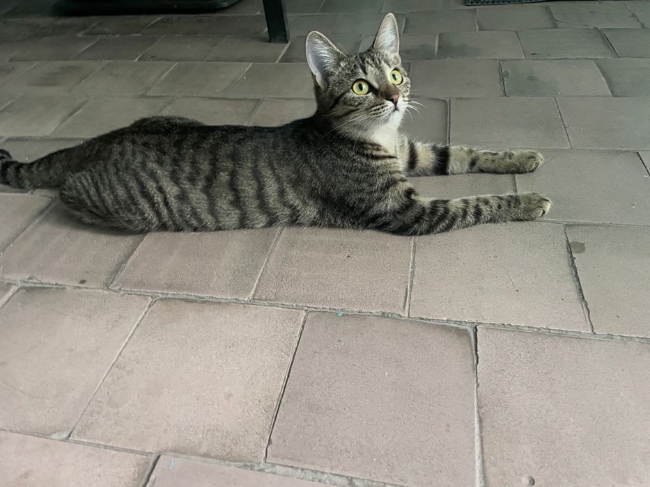Котенок в поисках хозяев