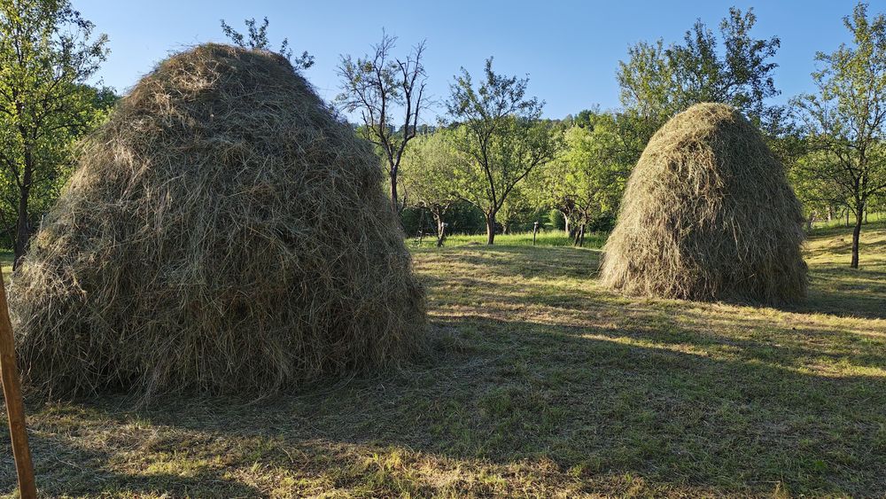 Fan de vanzare Jugur