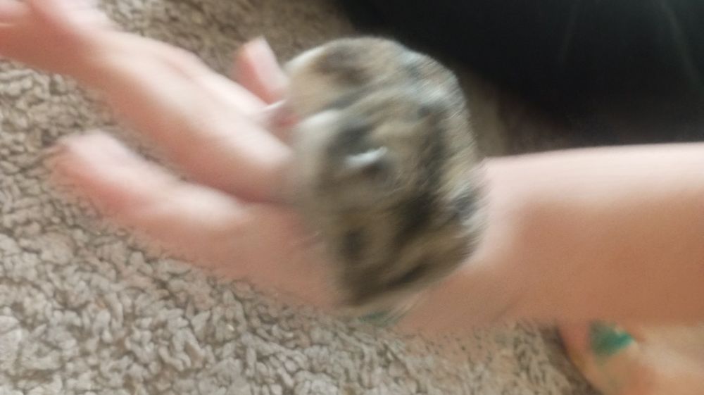 Хомяк джунгарский