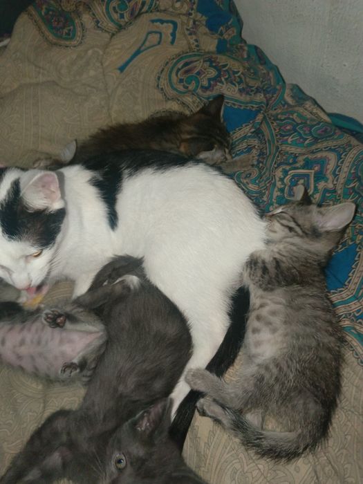 отдам котят в добрые руки