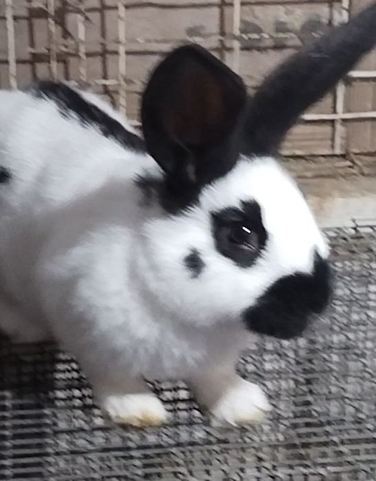 Продается молодой крол