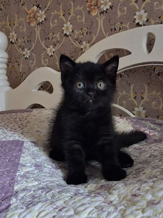 Котики бриташки с документами