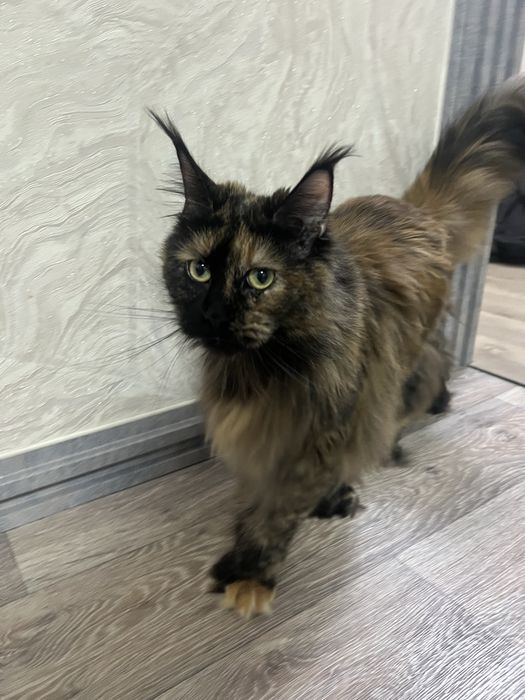 Мейн Кун полидакт