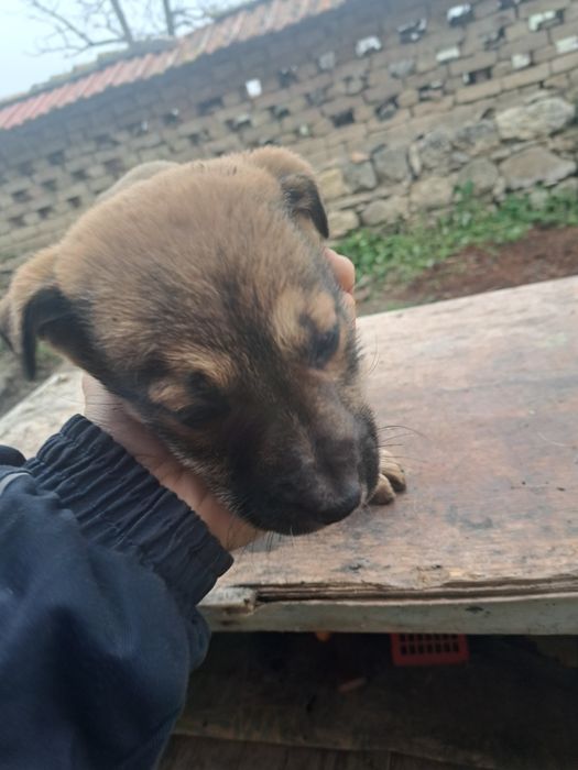 Кръстоска между Кенакорсо и Кавказ 3 кученца на по 2 месеца