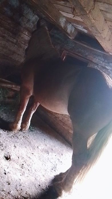 Vând harmasar garantat de 4 ani pn mai multe detalii despre csl la telefon sau Nr afișat pe ecran