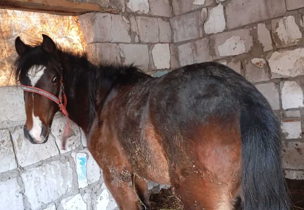 Лошадь, Продам жеребца