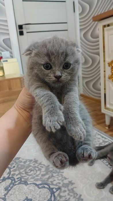 В продаже шикарные котята от правильной вязки