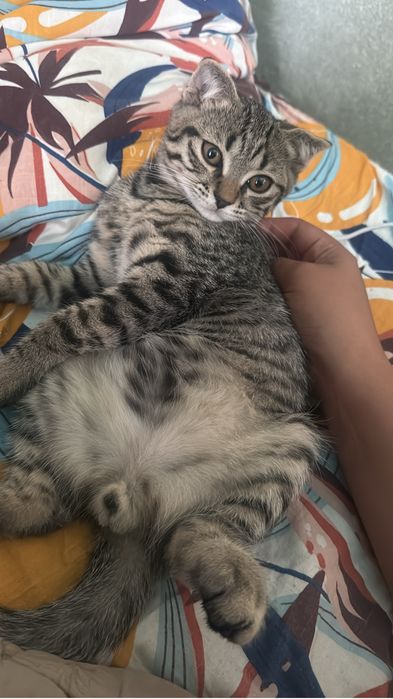 Продаю вислоухого котёнка