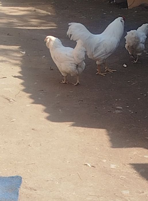 Продам кур породы Амераукан