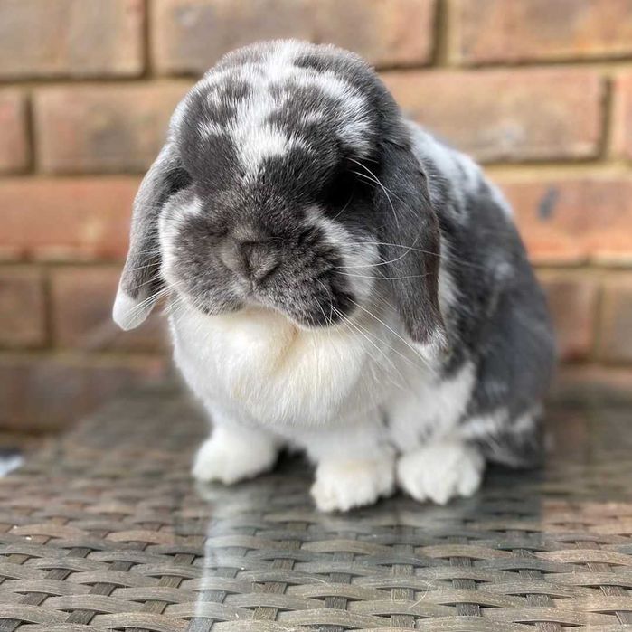 Iepurasi pitic berbec german - mini lop