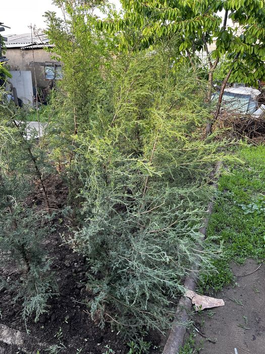 Можжевельник вингирский, сосна эльдарская,