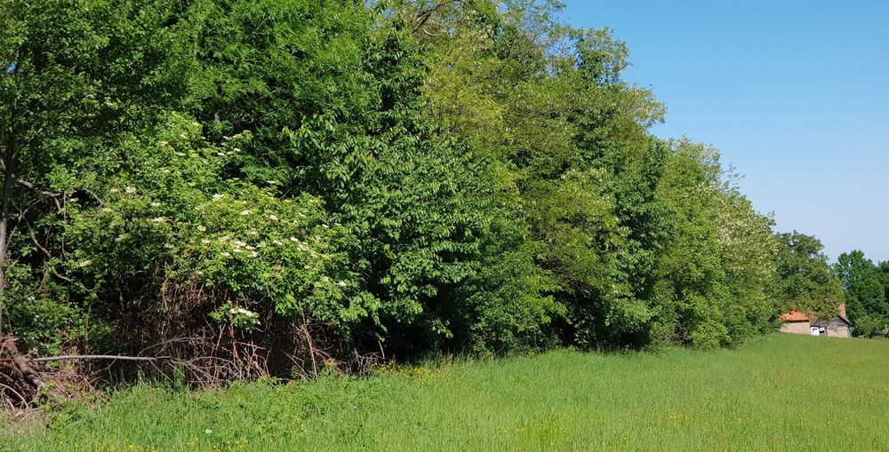 Miere albine BIO salcâm - tei - mur