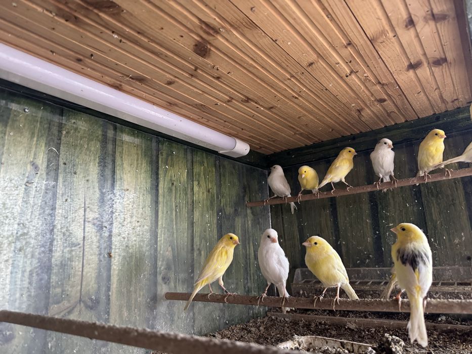 Vand canari femele si masculi