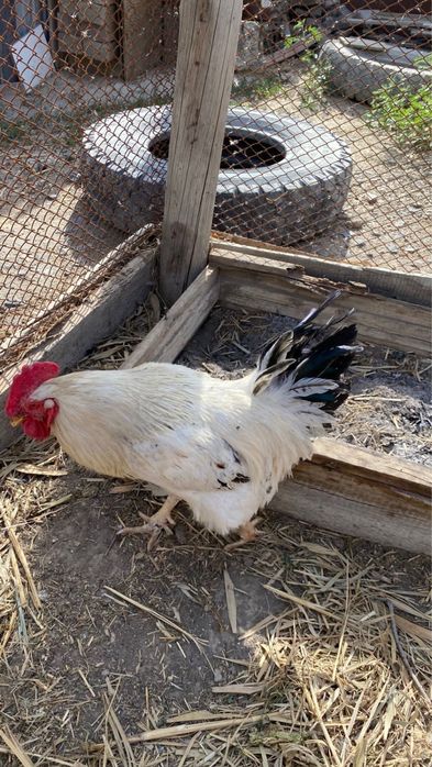 Продам 2 домашних петуха”