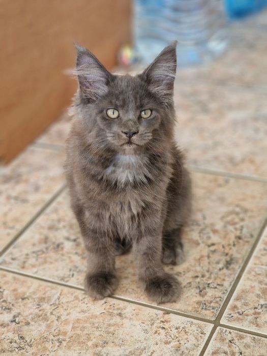 Котенце Мейн Куун