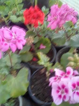 Мушкато Сакъзи и Кралско мушкато