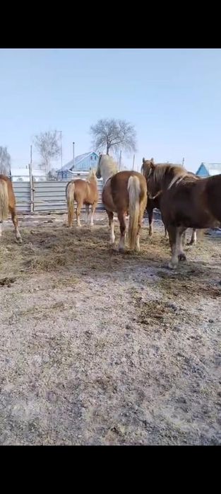 Продам тяжных жерёбых кобыл