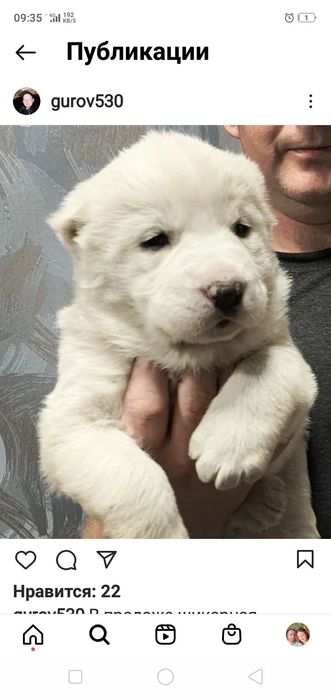 Щенки Чемпионы Алабая на резерв.